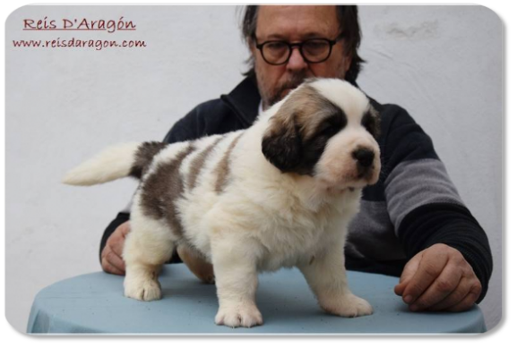 Chiot mâtin des Pyrénées portée "H2" de Reis D'Aragón Chiot mâtin des Pyrénées portée "H2" de Reis D'Aragón