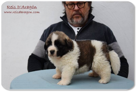 Chiot mâtin des Pyrénées portée "H2" de Reis D'Aragón Chiot mâtin des Pyrénées portée "H2" de Reis D'Aragón