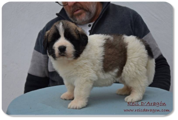 Chiot mâtin des Pyrénées portée "H2" de Reis D'Aragón Chiot mâtin des Pyrénées portée "H2" de Reis D'Aragón