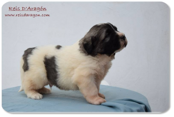 Chiot mâtin des Pyrénées portée "I2" de Reis D'Aragón Chiot mâtin des Pyrénées portée "I2" de Reis D'Aragón