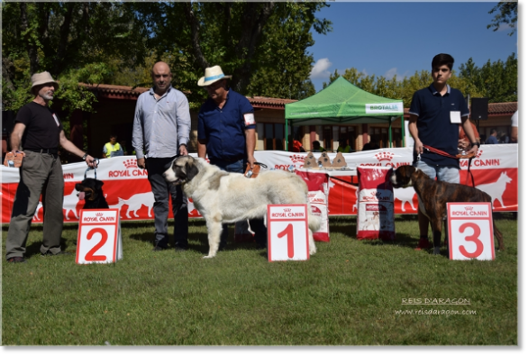 Concurso Canino Aragón Brotalia 2018. Osia de Reis D'Aragón Meilleur de Groupe