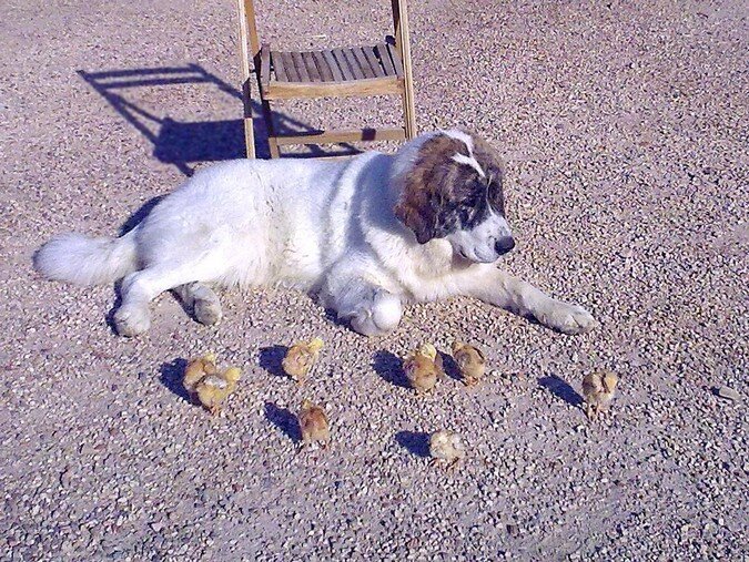 Coral, jeune Mâtin des Pyrénées, montrant un caractère équilibré auprès de poussins