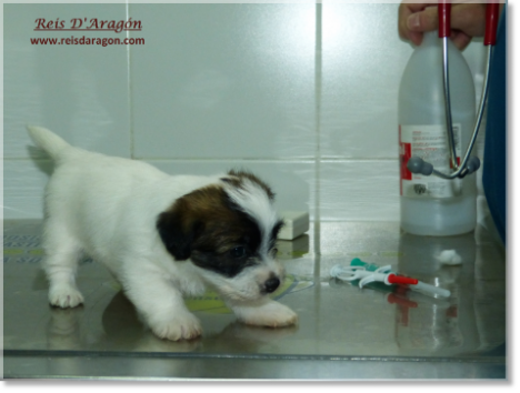Les soins du chiot Jack Russell Terrier