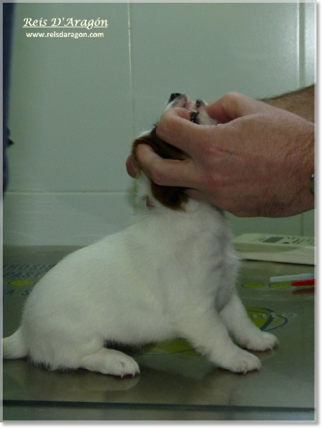 Les soins du chiot Jack Russell Terrier