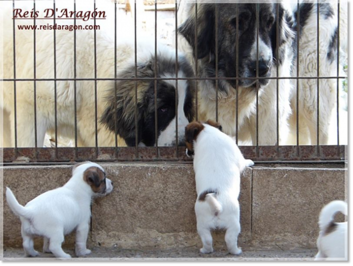 Soins du chiot Jack Russell Terrier