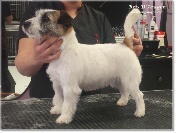 Soins du chiot Jack Russell Terrier