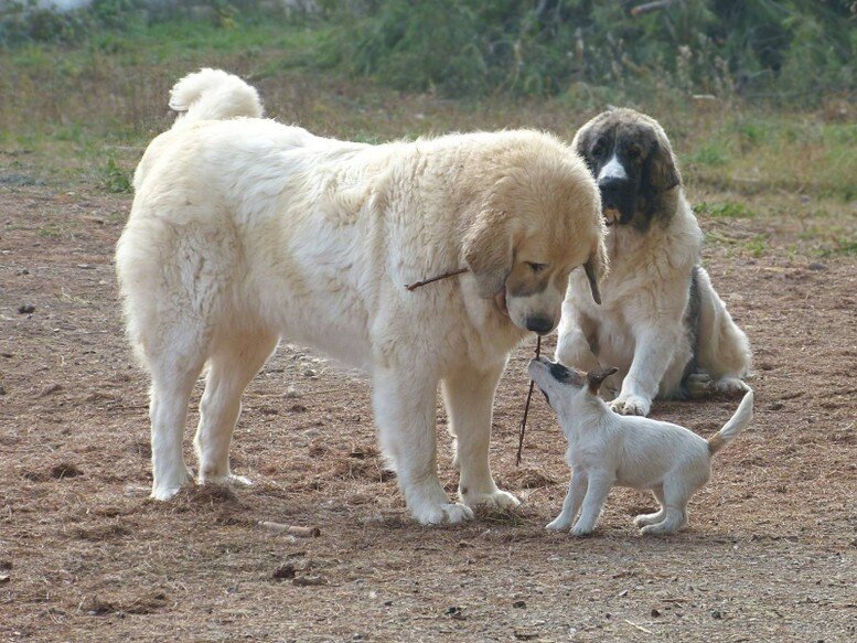 Mâtins des Pyrénées et Jack Russell Terrier interagissant calmement dans un environnement familial
