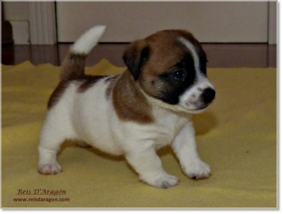 Chiot Jack Russell Terrier de Reis D'Aragón. Portée " A "