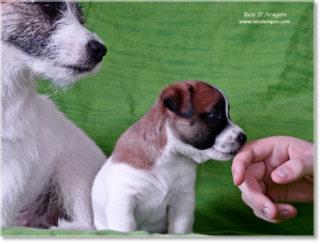 Acheter un chiot Jack Russell Terrier