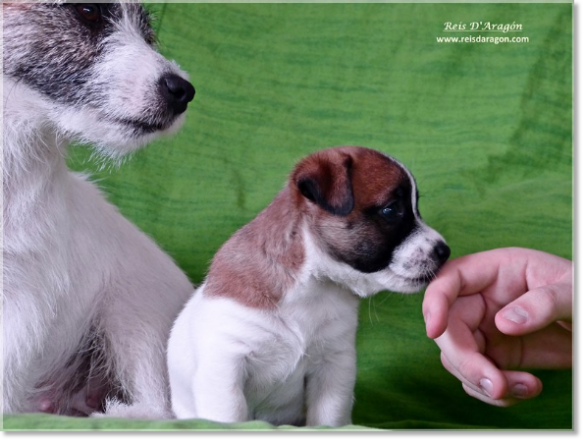 Chiot Jack Russell Terrier de Reis D'Aragón. Portée " A "