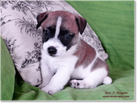 Acheter un chiot Jack Russell Terrier