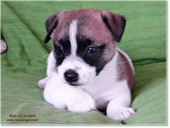 Chiot Jack Russell Terrier de Reis D'Aragón. Portée " A "