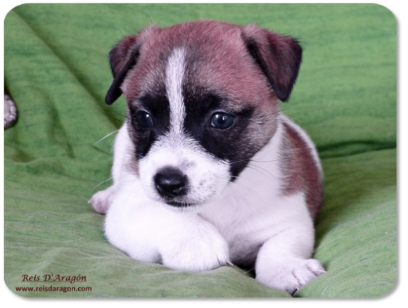 Chiot Jack Russell Terrier portée "A" de Reis D'Aragón