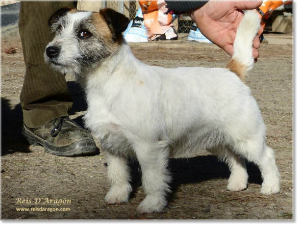 Jack Russell Terrier femelle Lura de Gaspalleira