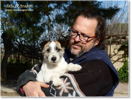 Jack Russell Terrier à Reis D'Aragón Jack Russell Terrier à Reis D'Aragón