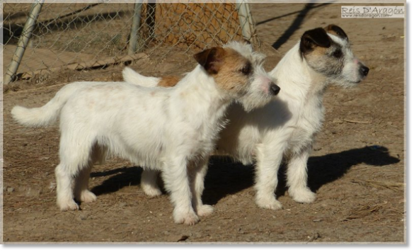 Jack Russell Terrier