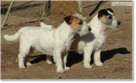 Jack Russell Terrier à Reis D'Aragón