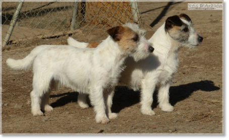 Jack Russell Terrier à Reis D'Aragón Jack Russell Terrier à Reis D'Aragón