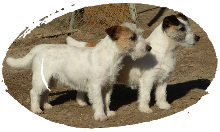 Deux Jack Russell Terrier à Reis D'Aragón