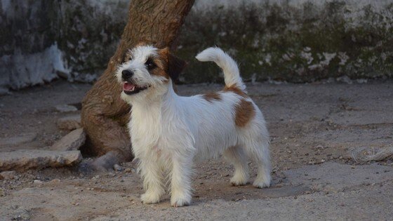 Jack Russell Terrier à poil dur, petit, intelligent et joyeux, élevé en famille en Espagne