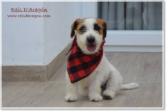 Jack Russell Terrier Romina de El Roc D'Auró, fêtes du Pilar