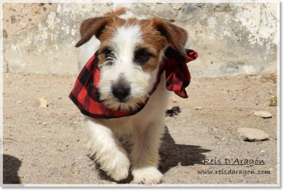 Jack Russell Terrier Romina de El Roc D'Auró, fêtes du Pilar