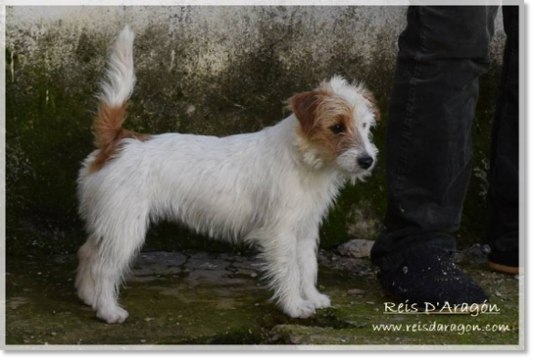 Jack Russell Terrier Campanilla de Reis D'Aragón Jack Russell Terrier Campanilla de Reis D'Aragón