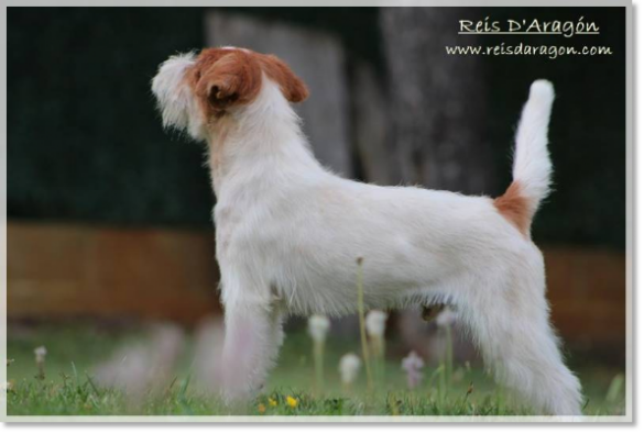Jack Russell Terrier Horadada Mynor