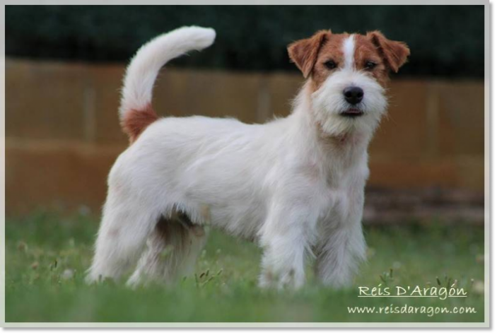 Père des chiots Horadada Mynor Père des chiots Horadada Mynor