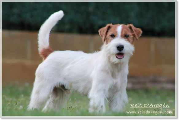 Jack Russell Terrier Horadada Mynor