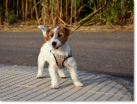 Gominola de Reis D’Aragón “Lola”, jeune femelle Jack Russell Terrier
