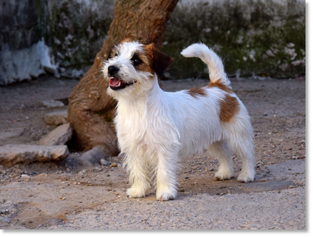 Romina de El Roc D’Auró “Romi”, femelle Jack Russell Terrier retraitée de la reproduction
