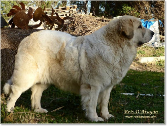 Mâtin des Pyrénées Champion CH Cumbia Colombiana de la Cabaña de Otaula