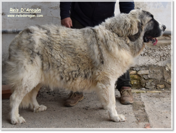 Mâtin des Pyrénées Whetu de Reis D'Aragón. 2 ans