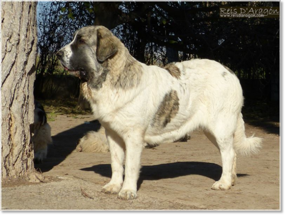 Mère des chiots : ChJ Ibieca de Reis D'Aragón