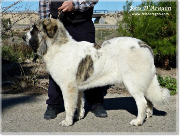 ChJ Ibieca de Reis D'Aragón, Champion Jeune d'Espagne