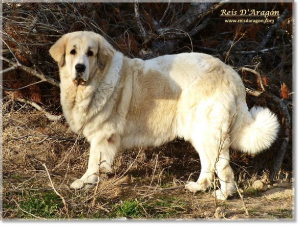 Portées chiots mâtin des Pyrénéeso : Mère Ch Cumbia Colombiana de la Cabaña de Otaula