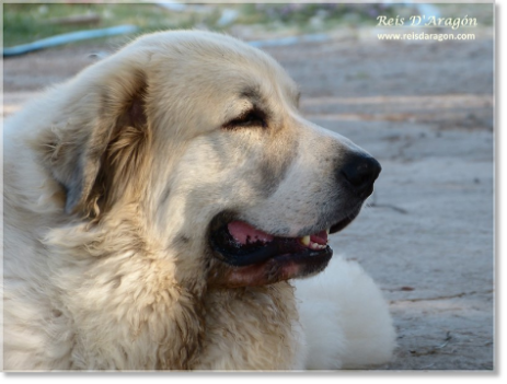 Portées chiots mâtin des Pyrénées