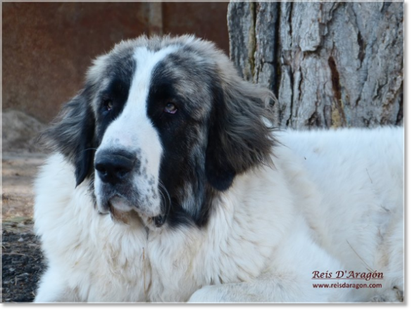Mâtin des Pyrénées Liri de Reis D'Aragón. 9 mois