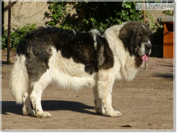 Mâtin des Pyrénées femelle Dolce Diva de la Cabaña de Otaula Mâtin des Pyrénées femelle Dolce Diva de la Cabaña de Otaula