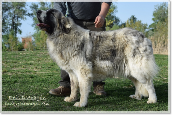 Mâtin des Pyrénées Whetu de Reis D'Aragón. 2 ans