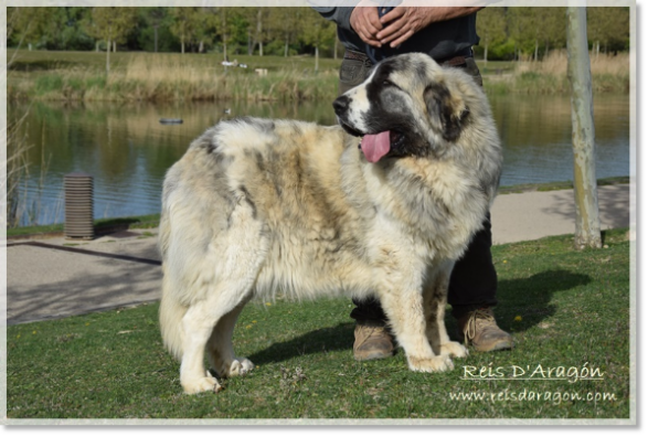 Mâtin des Pyrénées Whetu de Reis D'Aragón. 2 ans