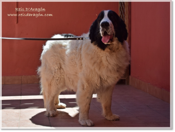 Mère des chiots Inga of Islay de la Cabaña de Otaula