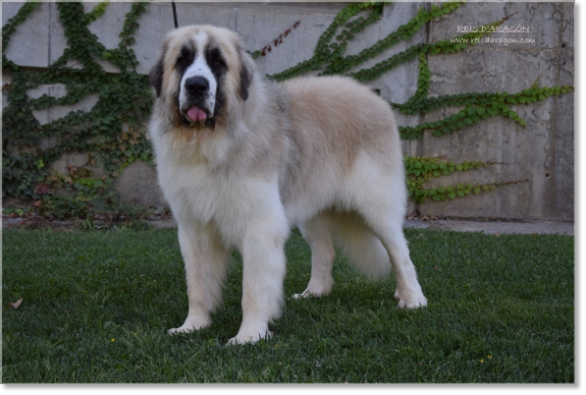 Mâtin des Pyrénées Wonder Boy de Font Roja. 2 ans