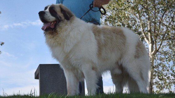 Mâtin des Pyrénées adulte, grand chien équilibré, élevé dans un cadre familial en Espagne