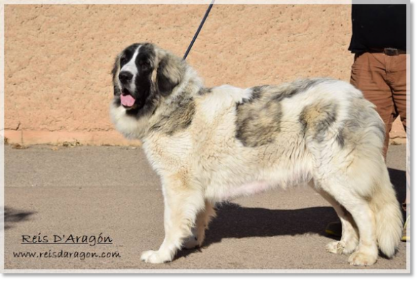 Mère des chiots Alloza de Reis D'Aragón