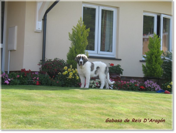 Cachorra Mastin del Pirineo Gabasa de Reis D'Aragón