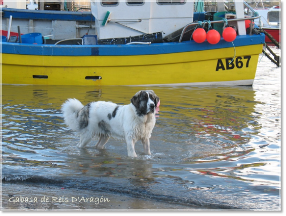 Cachorra Mastin del Pirineo Gabasa de Reis D'Aragón