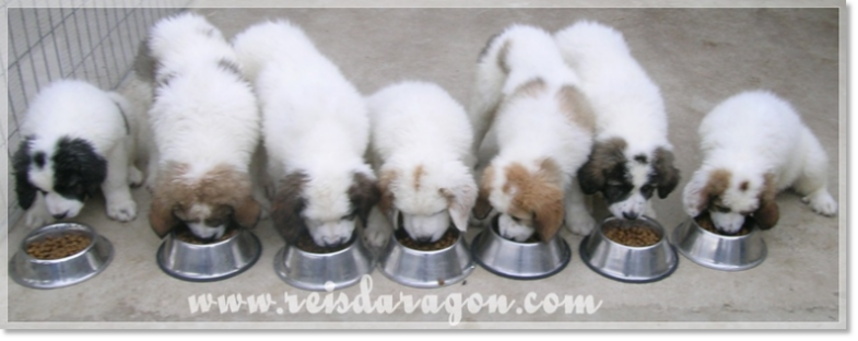 Cachorros mastin del Pirineo de Reis D'Aragón