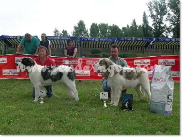 VII TOPAKETA - Encuentro de Mastín del Pirineo en el país Vasco 2010